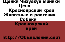 Щенки Чихуахуа миники › Цена ­ 8 000 - Красноярский край Животные и растения » Собаки   . Красноярский край